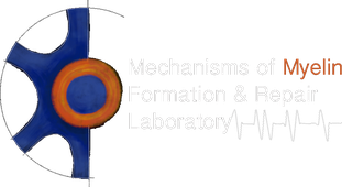 Myelin Lab