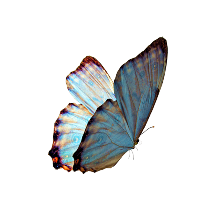 Mariposa