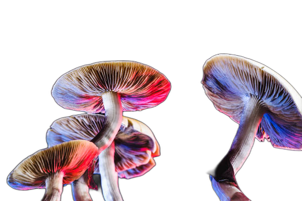 The Mexican Magic Mushroom